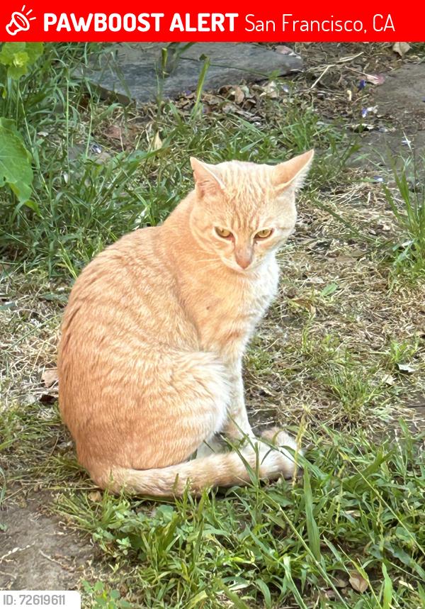 Lost Male Cat last seen Park St near Andover, San Francisco, CA 94110