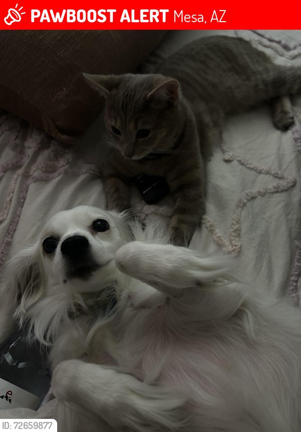 Lost Female Cat last seen 80th St. and University Drive, Mesa, AZ 85207