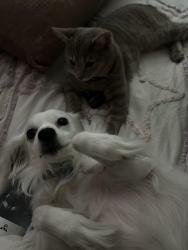 Lost Female Cat last seen 80th St. and University Drive, Mesa, AZ 85207