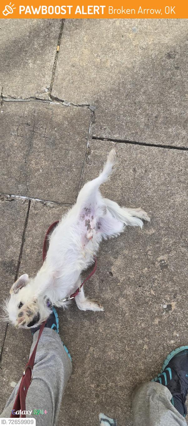 Found/Stray Male Dog last seen 31st and garrnett, Broken Arrow, OK 74012