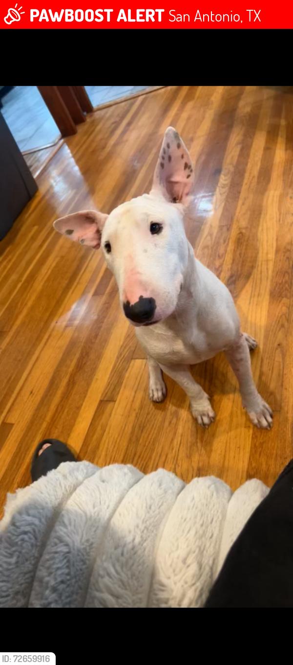Lost Female Dog last seen wood lawn lake, San Antonio, TX 78228