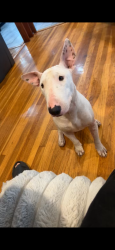 Lost Female Dog last seen wood lawn lake, San Antonio, TX 78228
