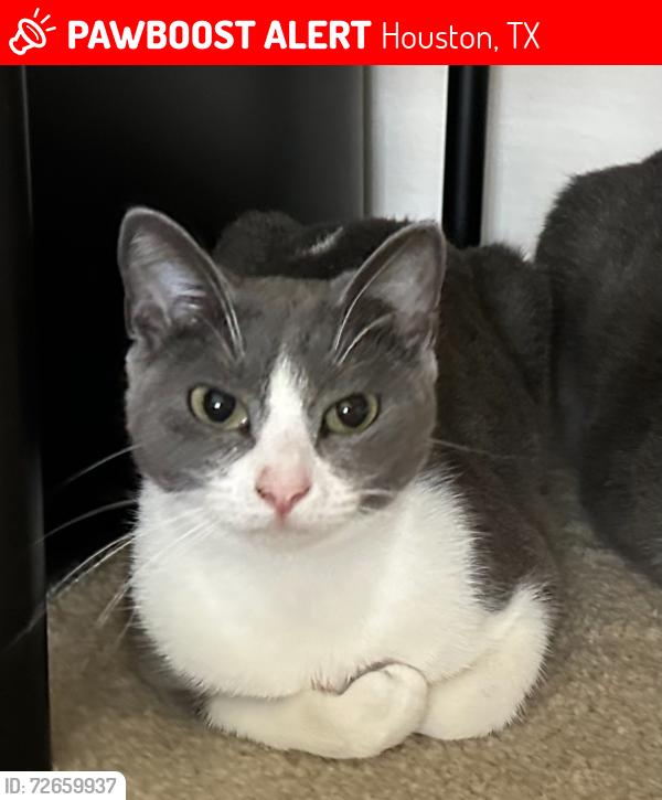 Lost Female Cat last seen , Houston, TX 77036