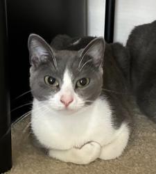 Lost Female Cat last seen , Houston, TX 77036
