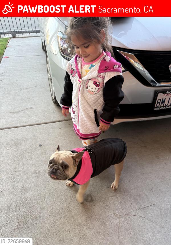 Lost Female Dog last seen Grand ave, Sacramento, CA 95838