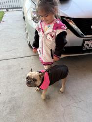 Lost Female Dog last seen Grand ave, Sacramento, CA 95838
