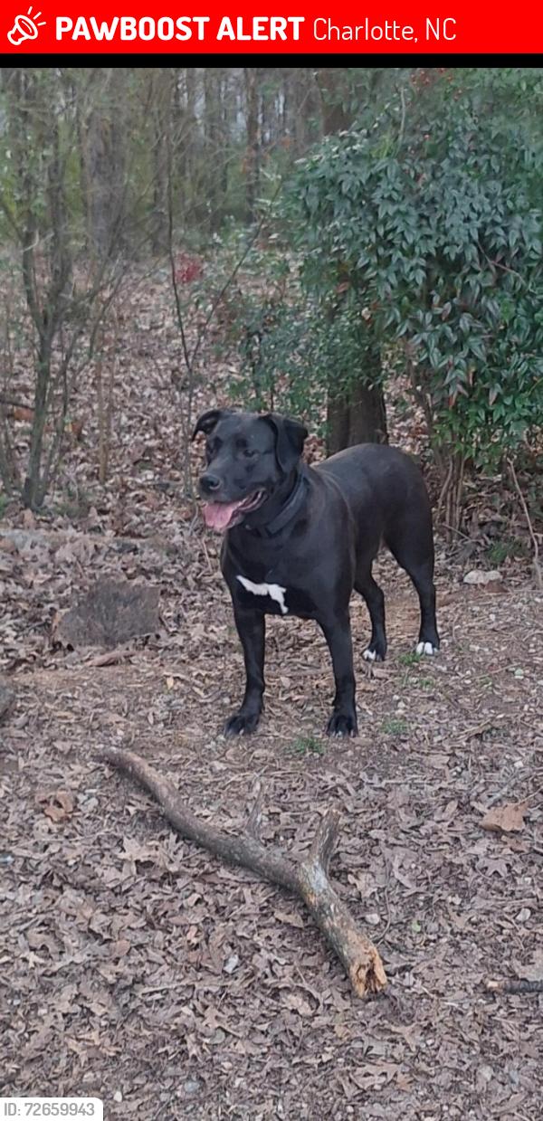 Lost Female Dog last seen Nature preserve across from Clarks Creek dog Park, Charlotte, NC 28269