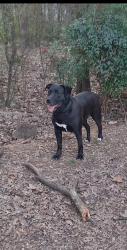 Lost Female Dog last seen Nature preserve across from Clarks Creek dog Park, Charlotte, NC 28269