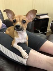 Found/Stray Female Dog last seen S San Jacinto and W Dallas, Cleveland, TX 77327
