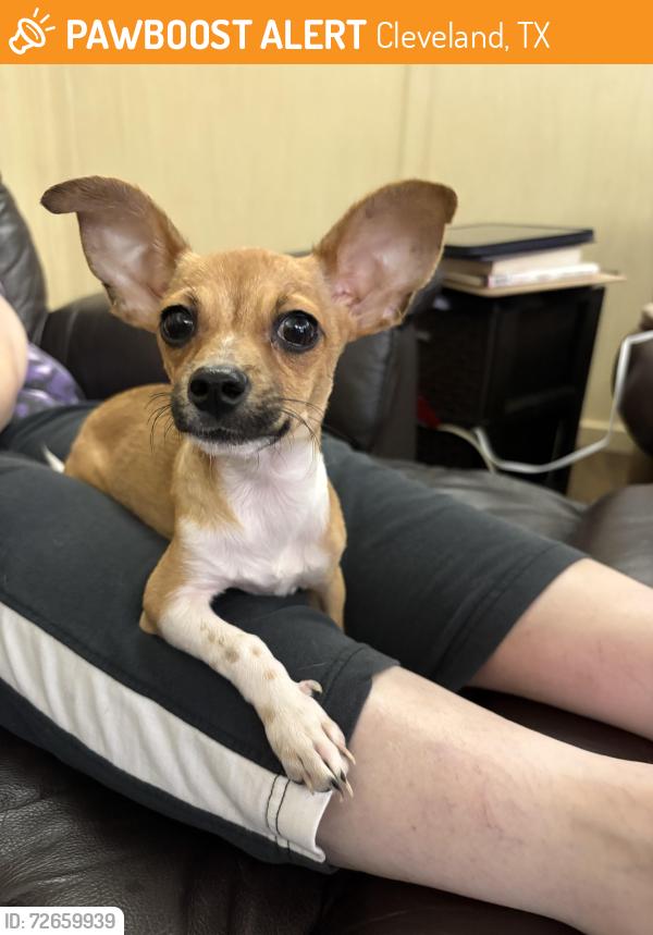 Found/Stray Female Dog last seen S San Jacinto and W Dallas, Cleveland, TX 77327