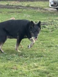 Found/Stray Female Dog last seen 17th Street apmts , Canton, OH 44703