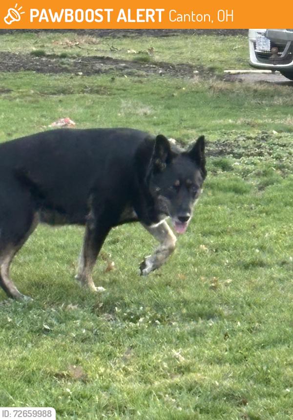 Found/Stray Female Dog last seen 17th Street apmts , Canton, OH 44703