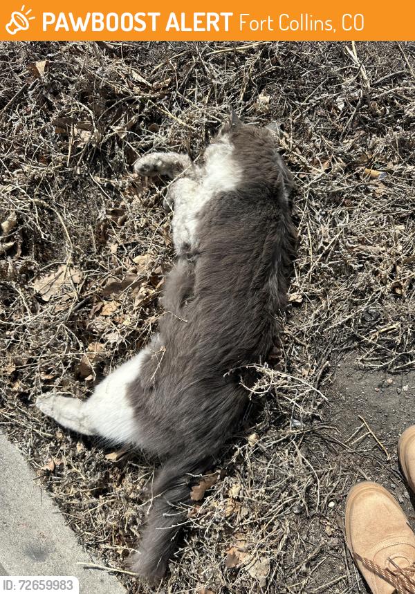 Found/Stray Unknown Cat last seen Lemay and Woodward/magnolia Left of the bus stop right across from the KFC near the magnolia Walmart in fortcollins. https://maps.app.goo.gl/9N6gdkeDt4UsfhSb7?g_st=ic, Fort Collins, CO 80525