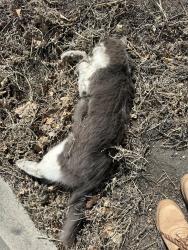 Found/Stray Unknown Cat last seen Lemay and Woodward/magnolia Left of the bus stop right across from the KFC near the magnolia Walmart in fortcollins. https://maps.app.goo.gl/9N6gdkeDt4UsfhSb7?g_st=ic, Fort Collins, CO 80525