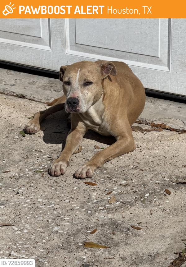 Found/Stray Female Dog last seen Sellers rd, Houston, TX 77060