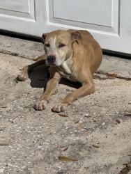 Found/Stray Female Dog last seen Sellers rd, Houston, TX 77060