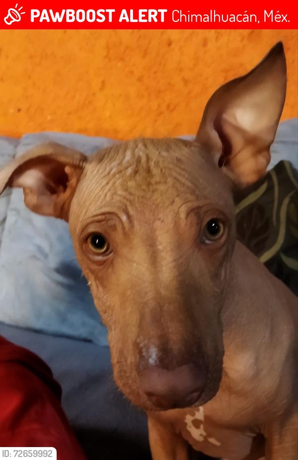 Lost Female Dog last seen Av arca de noe, Chimalhuacán, Méx. 56335