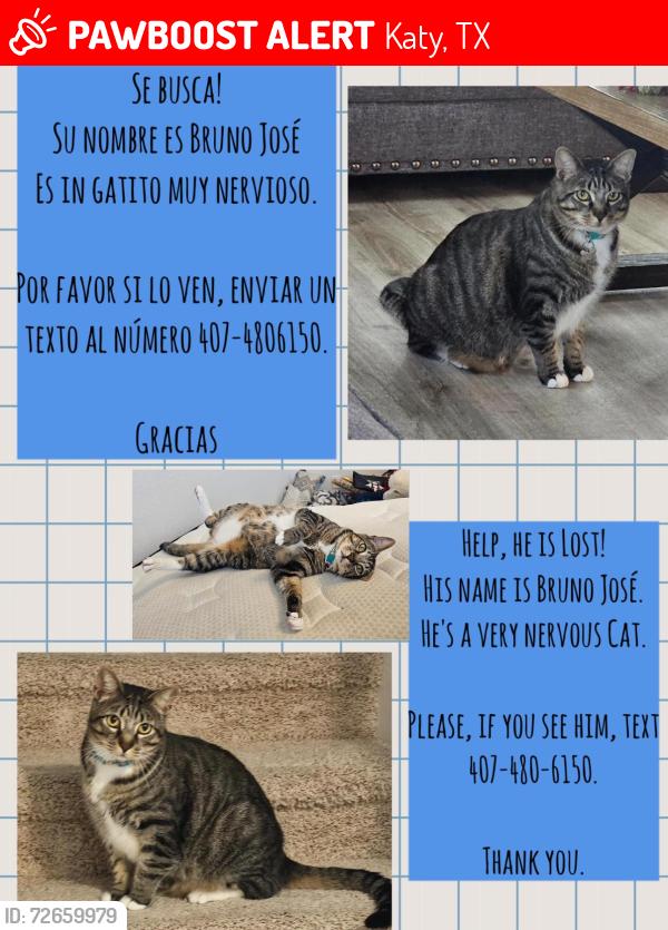 Lost Male Cat last seen Treviso Gardens Katy Tx, 77493, Katy, TX 77493