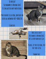 Lost Male Cat last seen Treviso Gardens Katy Tx, 77493, Katy, TX 77493