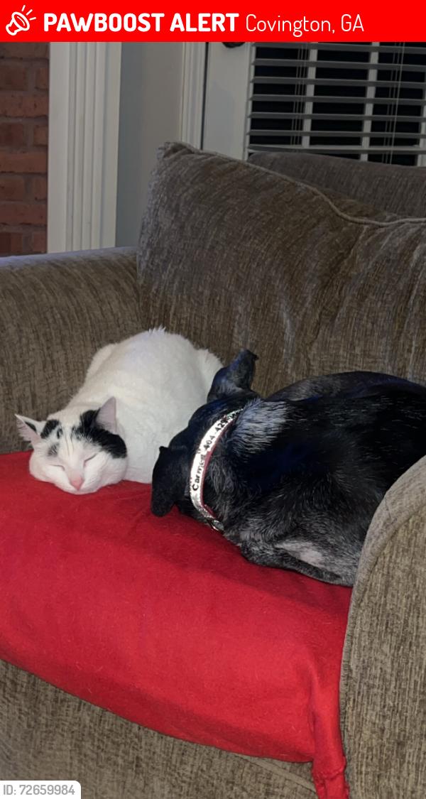 Lost Female Cat last seen Woodstone Lane, Covington, GA 30016