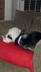 Lost Female Cat last seen Woodstone Lane, Covington, GA 30016