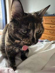 Lost Female Cat last seen Colbert Crescent & Finn court, Ottawa, ON K1V 2C5