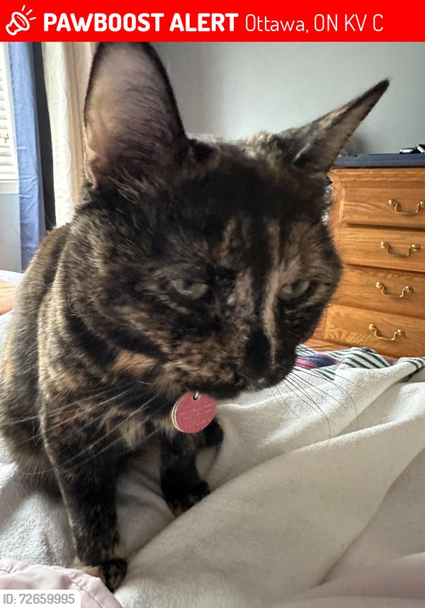 Lost Female Cat last seen Colbert Crescent & Finn court, Ottawa, ON K1V 2C5