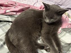 Lost Male Cat last seen Odom Dr & Sanora Blvd, Sanford, FL 32773