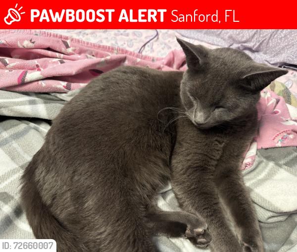 Lost Male Cat last seen Odom Dr & Sanora Blvd, Sanford, FL 32773