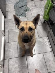 Found/Stray Female Dog last seen Perkins and Flamingo, Memphis, TN 38117
