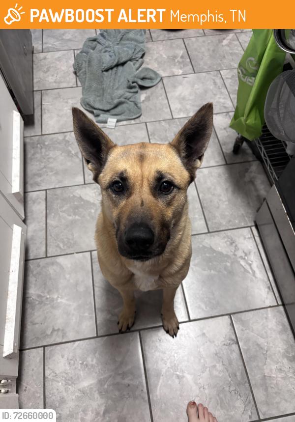 Found/Stray Female Dog last seen Perkins and Flamingo, Memphis, TN 38117