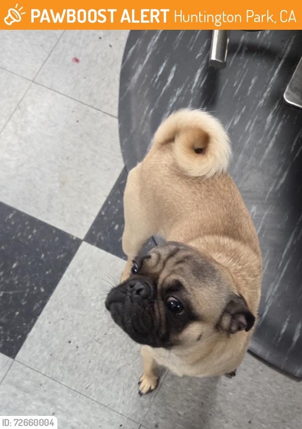 Found/Stray Male Dog last seen Randolph and santa fe, Huntington Park, CA 90255
