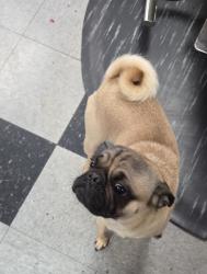 Found/Stray Male Dog last seen Randolph and santa fe, Huntington Park, CA 90255
