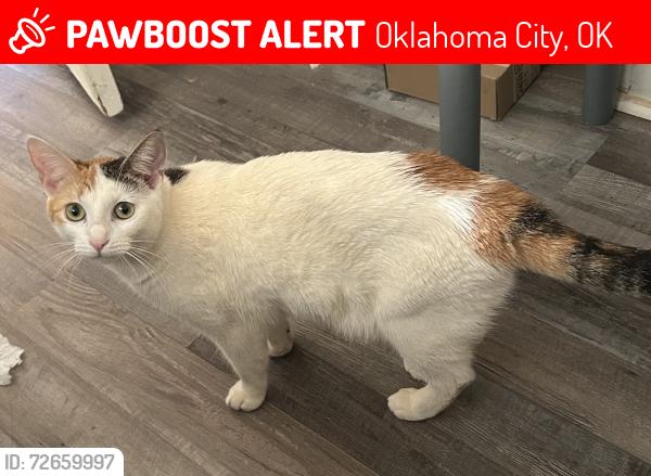 Lost Female Cat last seen woodson park apmts. sw 33 between may and ross, Oklahoma City, OK 73119