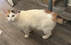 Lost Female Cat last seen woodson park apmts. sw 33 between may and ross, Oklahoma City, OK 73119
