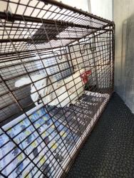 Shelter Stray Male Bird last seen Near BLOCK MCKAY, San Antonio, TX 78227