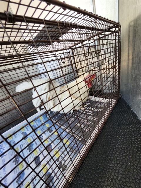 Shelter Stray Male Bird last seen Near BLOCK MCKAY, San Antonio, TX 78227
