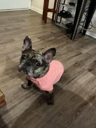 Lost Female Dog last seen Near Browne court, Atlanta, GA 30354