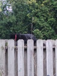 Found/Stray Unknown Cat last seen Gallen Drive, Champaign, IL 61821