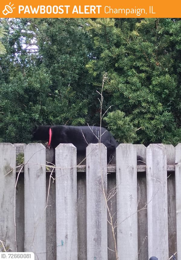Found/Stray Unknown Cat last seen Gallen Drive, Champaign, IL 61821