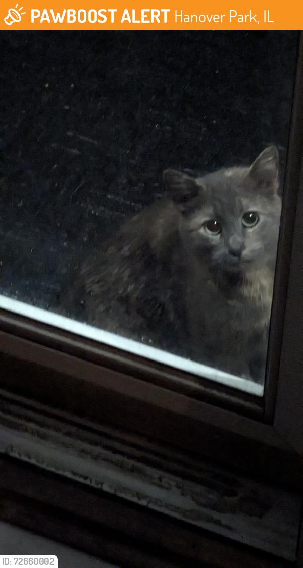 Found/Stray Unknown Cat last seen Walgreens 5500 County Farm Road, Hanover Park, IL 60133