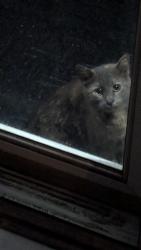 Found/Stray Unknown Cat last seen Walgreens 5500 County Farm Road, Hanover Park, IL 60133