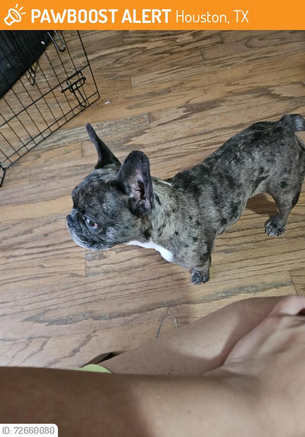 Found/Stray Unknown Dog last seen Richy and 45, Houston, TX 77073