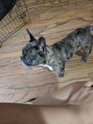 Found/Stray Unknown Dog last seen Richy and 45, Houston, TX 77073