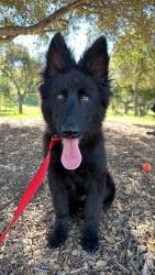 Lost Female Dog last seen Olive hill/Mackey Dr , Fallbrook, CA 92028