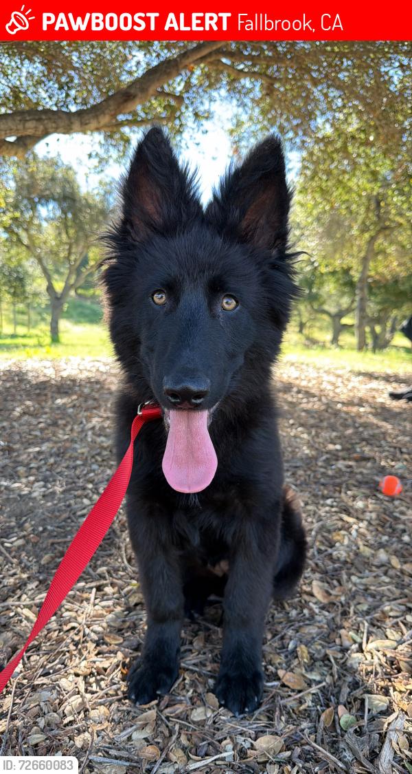Lost Female Dog last seen Olive hill/Mackey Dr , Fallbrook, CA 92028