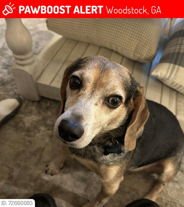 Lost Male Dog last seen Eagle Watch Subdivision , Woodstock, GA 30189