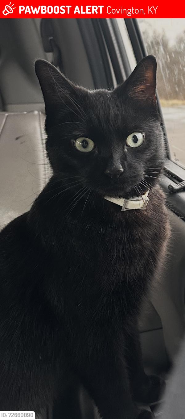 Lost Male Cat last seen Latonia, KY, Covington, KY 41015