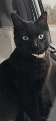 Lost Male Cat last seen Latonia, KY, Covington, KY 41015