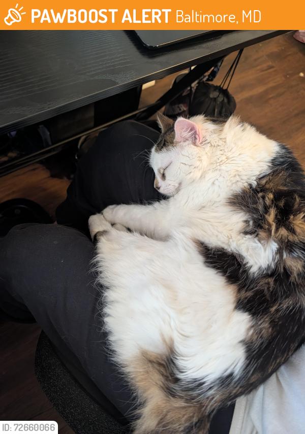 Found/Stray Male Cat last seen Druid Hill Park, Baltimore, MD 21215